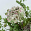 Hydrangea Stem Soft Touch 50cm Green (Set of 12)