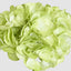 Soft Touch Hydrangea Flower Stem 75cm Green