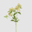 Helleborus Flower Spray 72cm Green (Set of 12)
