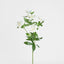 Helleborus Flower Spray 72cm White