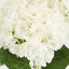 Yasmin Hydrangea Bunch White