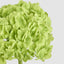 Mini Hydrangea Posy Green