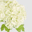 Mini Hydrangea Posy White