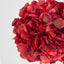Round Head Hydrangea Burgundy