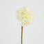 Round Head Hydrangea White