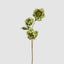 Helleborus Green 67cm