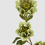 Helleborus Green 67cm