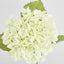 Hydrangea Real Touch White 63cm