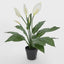 Real Touch Potted Spathiphyllum Bush 61cm (Set of 6)