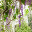 Wisteria Garland White
