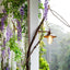 Wisteria Garland White