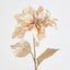 Poinsettia - Pack of 12