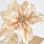 Poinsettia - Pack of 12