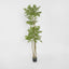 Japanese Lacquer Tree