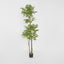 Japanese Lacquer Tree