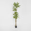 Japanese Lacquer Tree