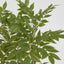 Japanese Lacquer Tree