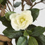Potted Magnolia Tree 160cm