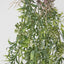 Hanging Berry Spray White