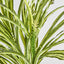 Green White Spider Plant with 79 Leaves Real Touch.