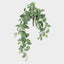 Fittonia Hanging Bush x 9
