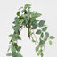 Fittonia Hanging Bush x 9