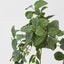 Fittonia Hanging Bush x 9