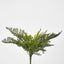 Lace Fern Bush