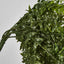 Hanging Bakers Fern