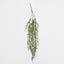 Boxwood Hanging Vine x 5 with Purple Berries