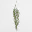 Boxwood Hanging Vine x 5 with Purple Berries