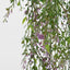 Boxwood Hanging Vine x 5 with Purple Berries