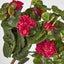 Red Hanging Geranium Bush x 9
