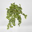 Hanging Green Syngonium Bush Vine