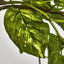 Hanging Pothos Plant