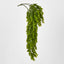 Hanging Ruscus Plant 56cm