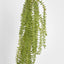Huperzia Bush