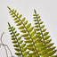 Potted Fern 28cm