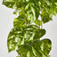 Real Touch Pothos Hanging Bush x 12