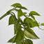 Hanging Philo Vine 76cm