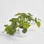 Hanging Philo Leaf Bush in White Pot - Pack of 12