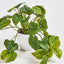 Hanging Philo Leaf Bush in White Pot - Pack of 12