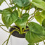 Hanging Philo Leaf Bush in White Pot - Pack of 12