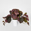 Burgundy Real Touch Peperomia Potted Bush 28cm (Set of 12)