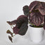 Burgundy Real Touch Peperomia Potted Bush 28cm (Set of 12)