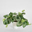 Real Touch Hanging Watermelon Peperomia in White Pot - Pack of 12