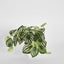 Real Touch Hanging Watermelon Peperomia in White Pot - Pack of 12