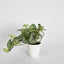 Real Touch Hanging Watermelon Peperomia in White Pot - Pack of 12