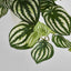 Real Touch Hanging Watermelon Peperomia in White Pot - Pack of 12
