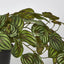 Real Touch Hanging Watermelon Peperomia in Black Pot - Pack of 6